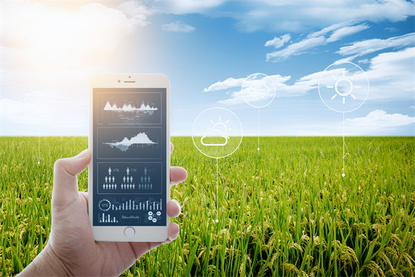 溫州種出2.1米高巨型水稻，精益生產(chǎn)怎么看？