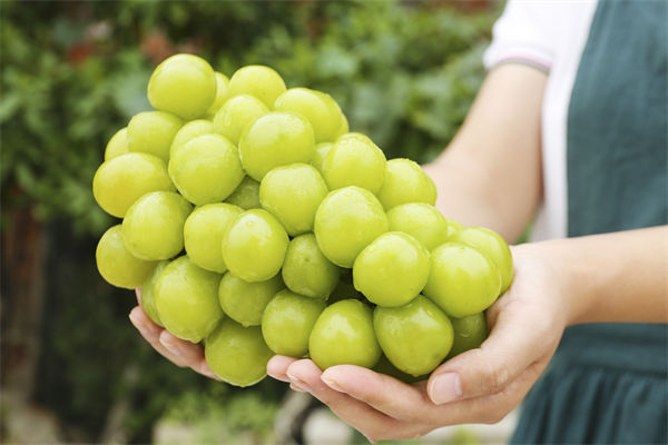 營銷管理咨詢分析：陽光玫瑰因何跌成“地板價”？